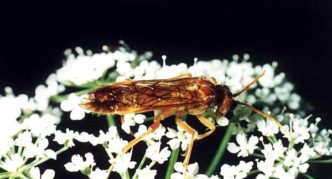 Viburnum gall mosquito