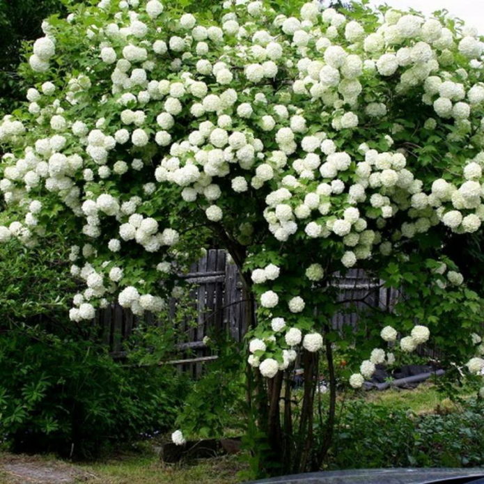 Viburnum-varianter Roseum