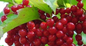 Variedades de Viburnum Coral Vermelho