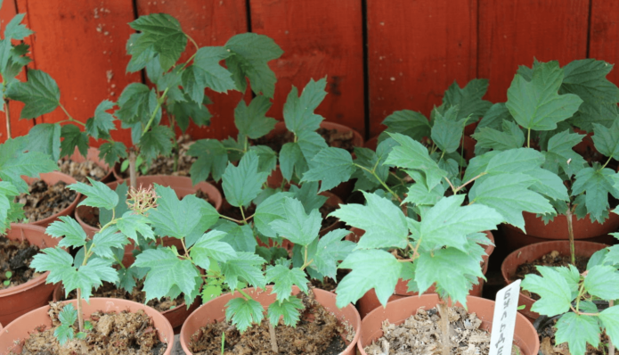 Plántulas de Viburnum en macetas