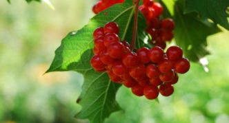 Viburnum šķirnes Taiga rubīni