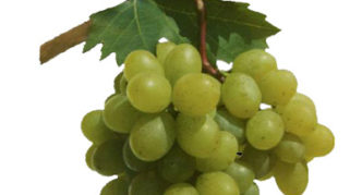 Uvas Garant