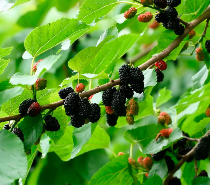 Mulberry med bær