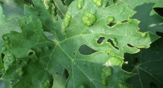 Feuille de vigne infectée par le phylloxéra