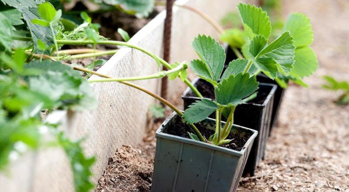 Mustache seedlings in pots