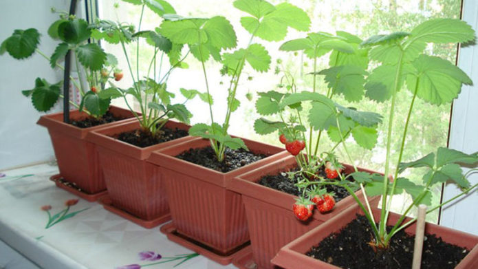 Aardbeien in potten op de vensterbank