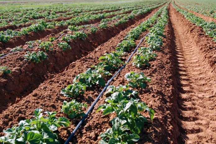 Sistema de riego en un campo de patatas