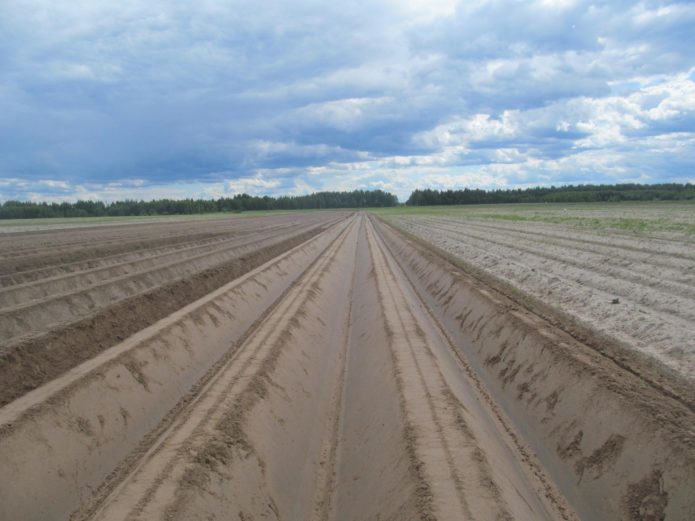 Gepflügtes Feld