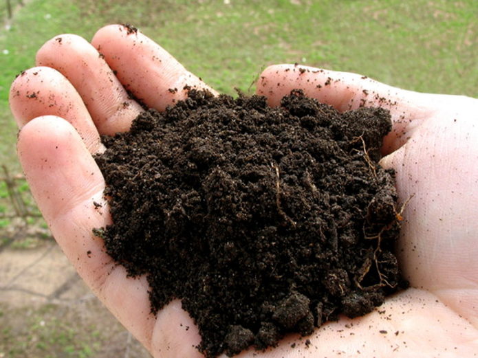 Terra nel palmo della tua mano