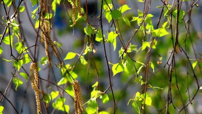 Boccioli di betulla in fiore