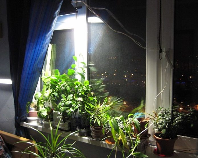 Using artificial lighting to grow plants