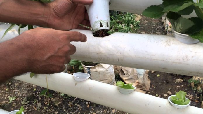 Potten met aardbeien in pijpen