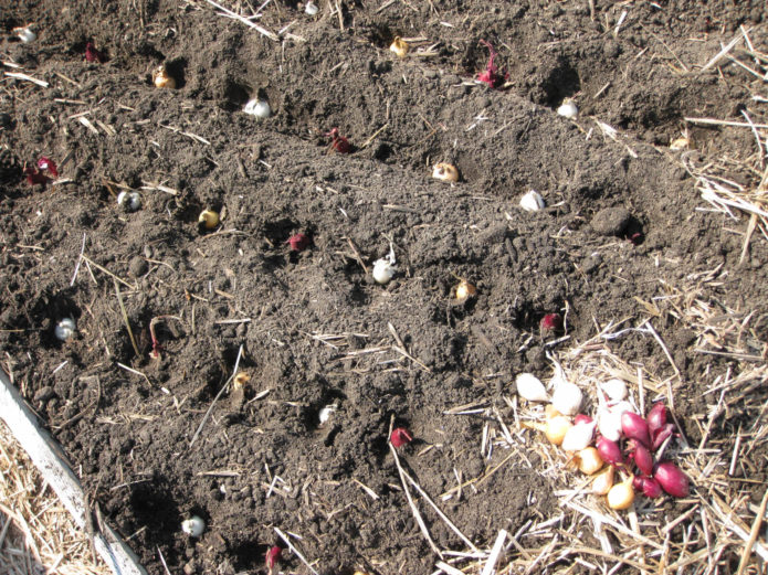 winteruien planten