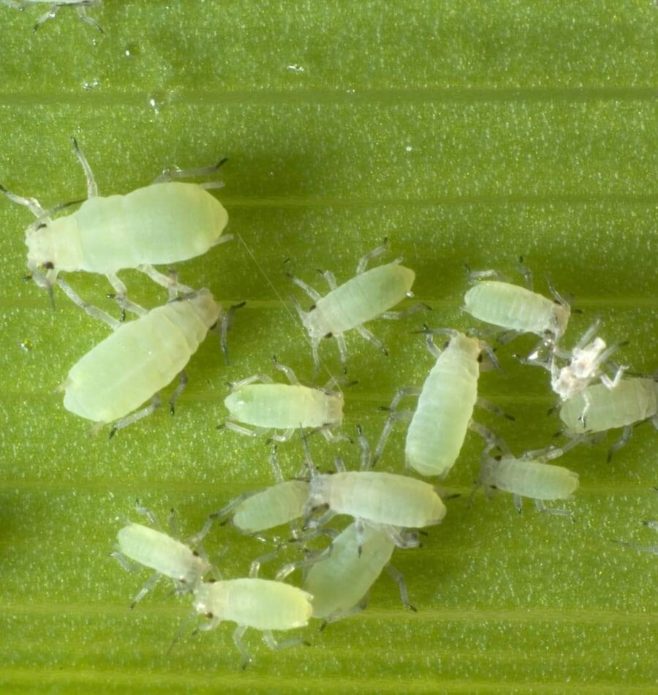 Aphid