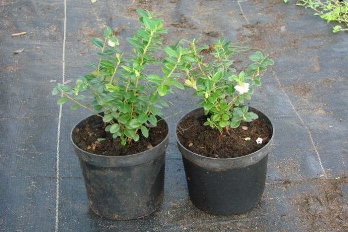 Lingonberry seedlings