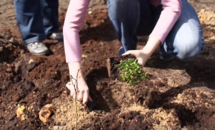 Plantering av lingon