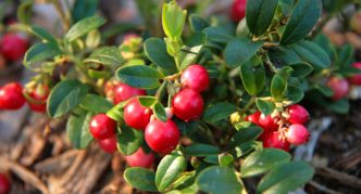 متنوعة Lingonberry المرجان