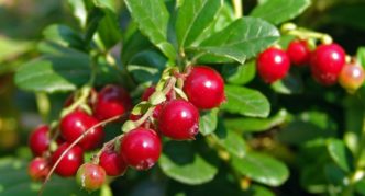 متنوعة Lingonberry سوزي