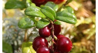 Lingonberry หลากหลาย Kostromichka