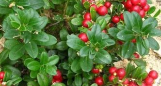 Lingonberry variety Rubin