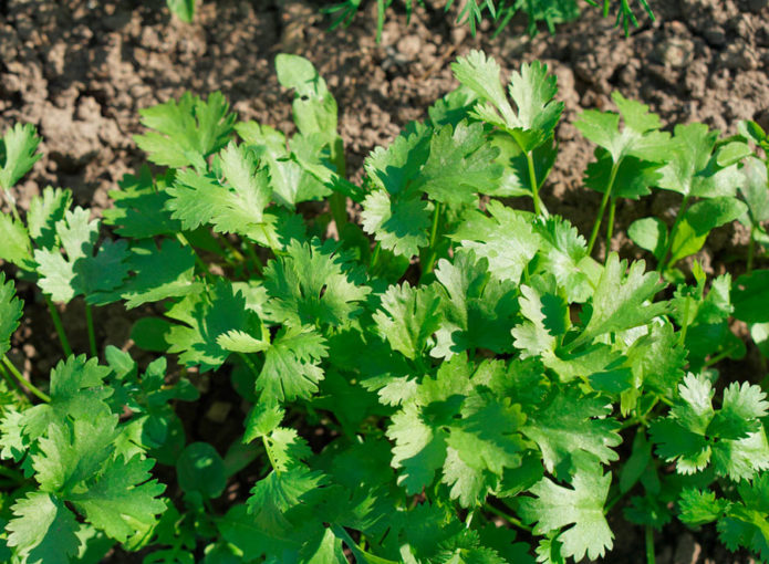 Petersilie im Garten pflanzen