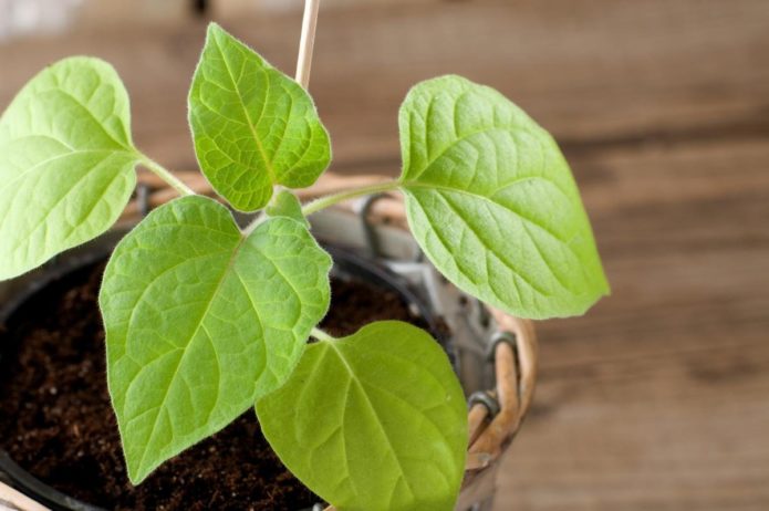 Plántulas de Physalis