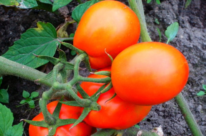 Aquarela de variedade de tomate