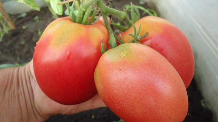 Variedade de tomate Altayechka