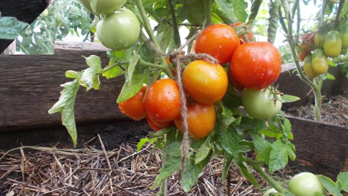 Variedad de tomate Amur shtamb