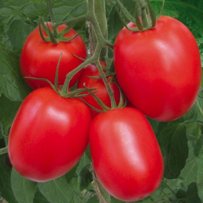 Variedad de tomate Buyan