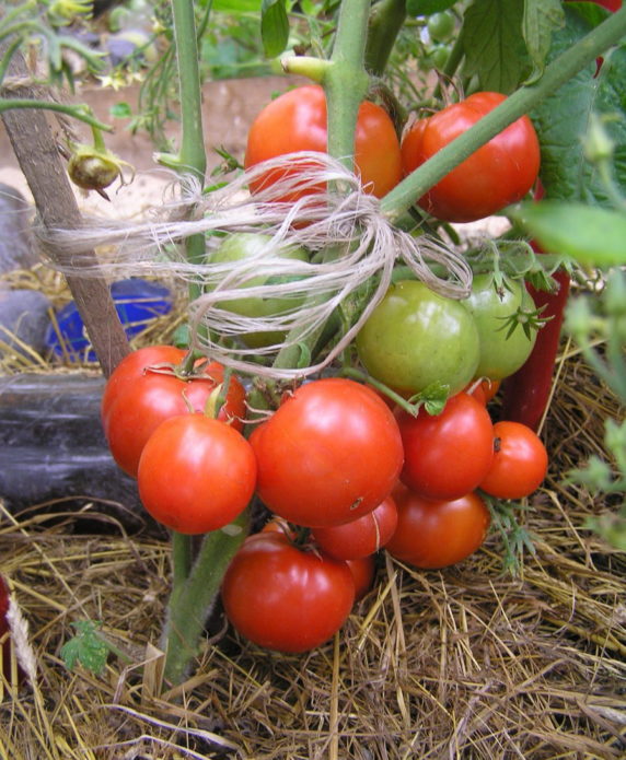 Tomato variety Bonnie MM