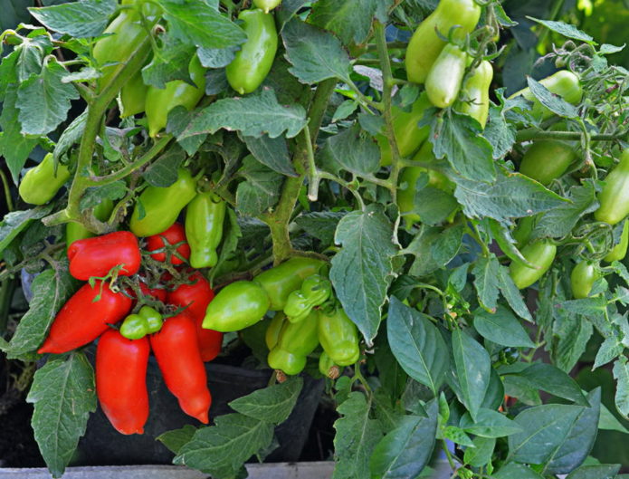 Gnomo engraçado variedade de tomate