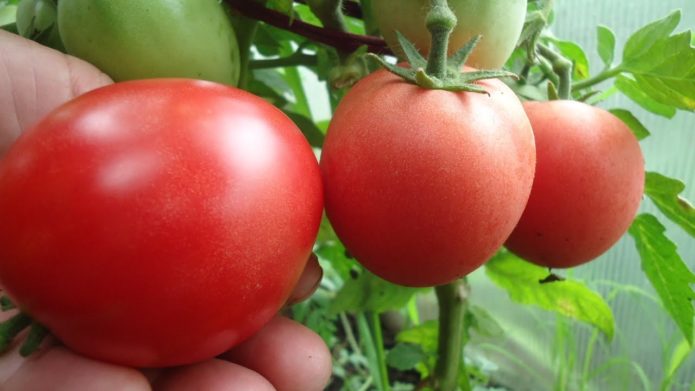 Variedade de tomate Demidov