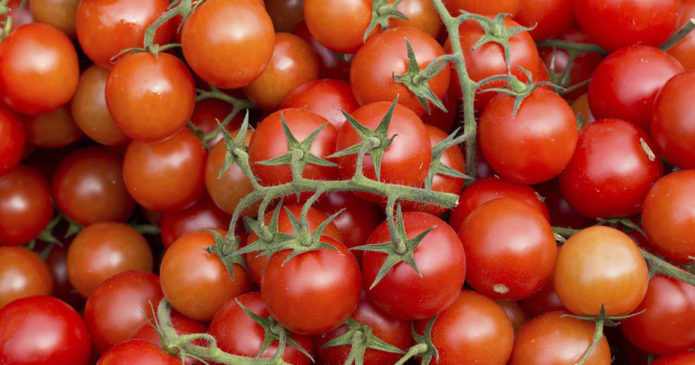 Variedad de tomate Caperucita Roja