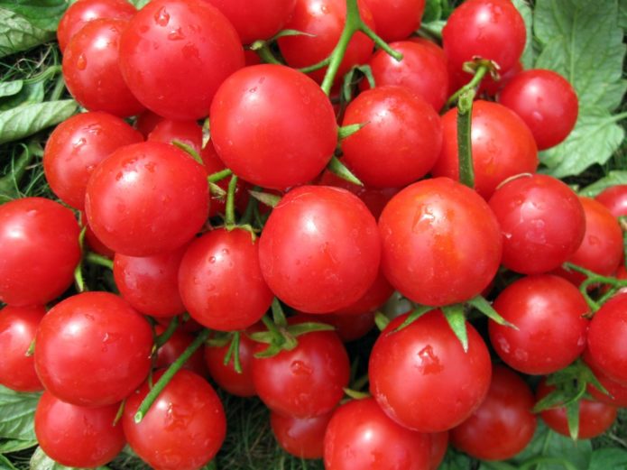 Variedad de tomate Windrose