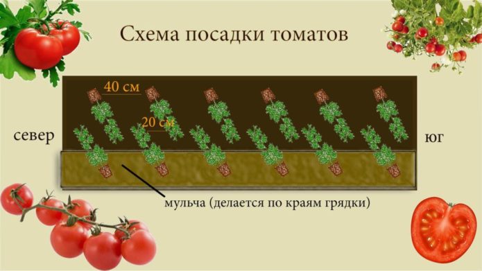 Pflanzschema für Standardtomaten