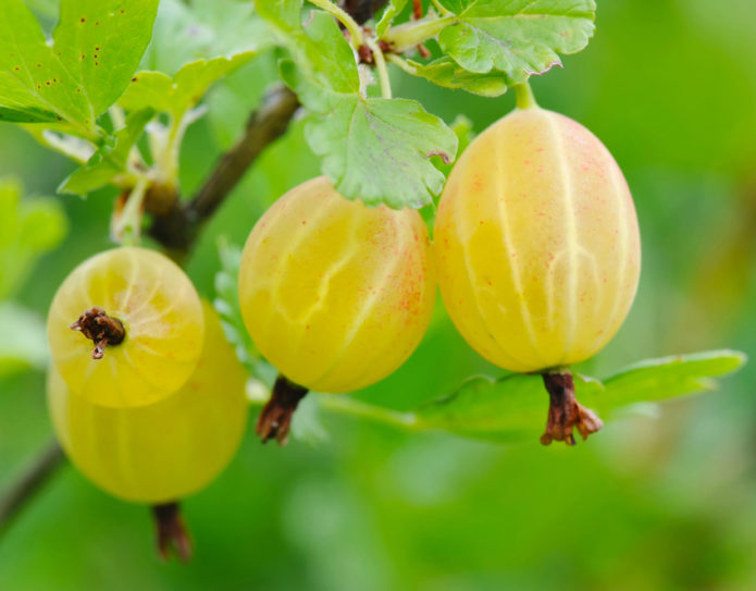 Bagas de groselha amarelo russo