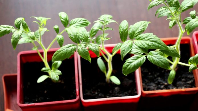 Plántulas de variedades estándar de tomates.