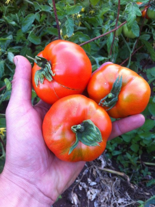 Variedad de tomate Alpha