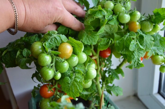 Varietà di pomodoro Snegiryok