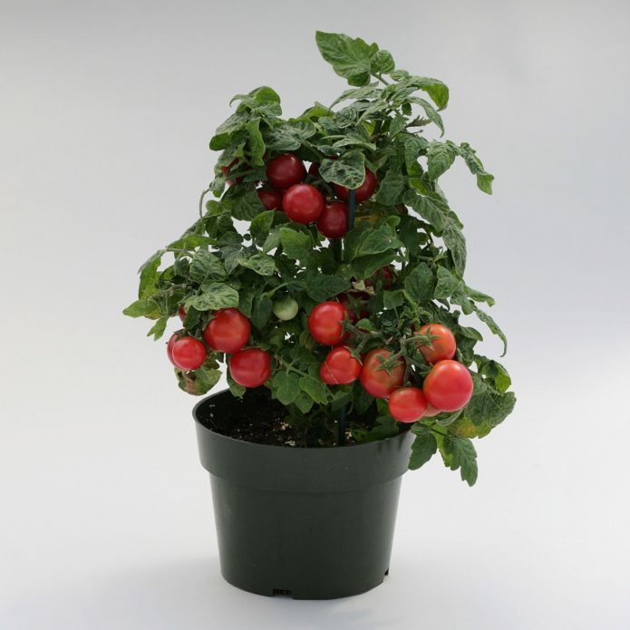 Tomato periuk standard