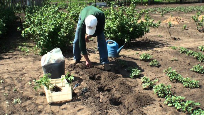 Plantar tomates en campo abierto.