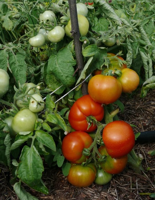 Varietà di pomodoro a maturazione precoce siberiana