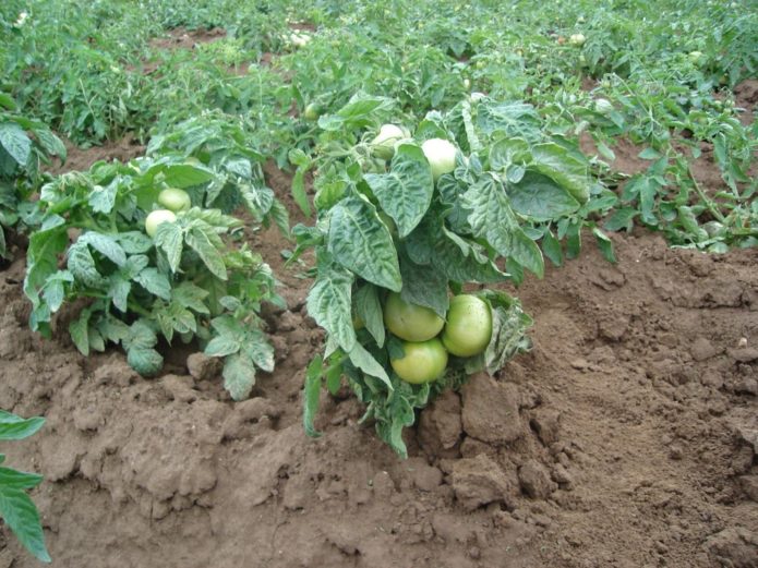 Tomate padrão aquecido