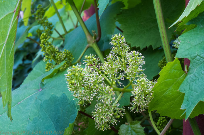 Blomstrende druer