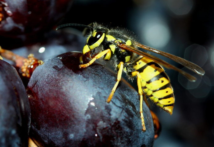 Avispas en uvas