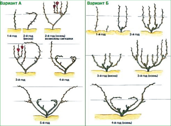 Fan scheme for pruning grapes