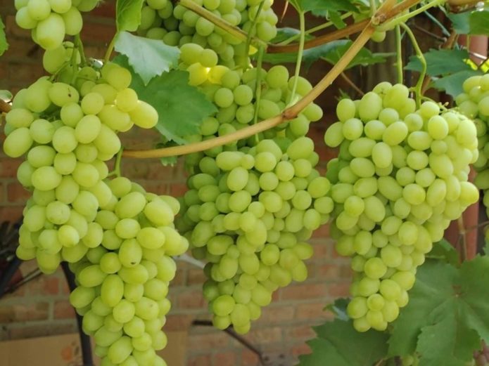 Uvas laura