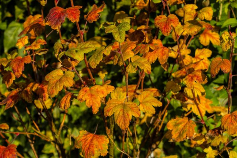 Serbentų paruošimas žiemai: kompleksinis rudens maitinimas