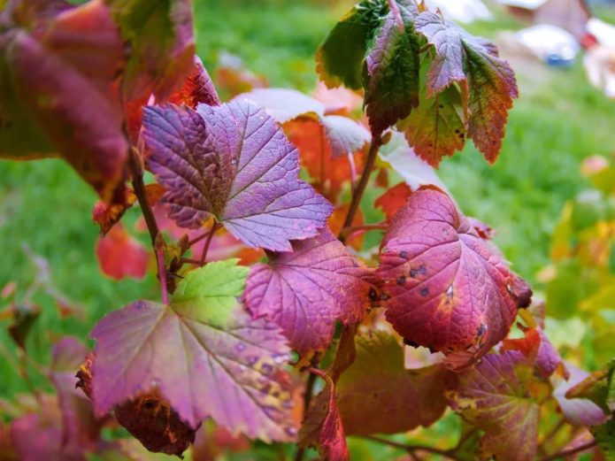 Cassis d'automne